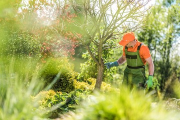 Tree Care